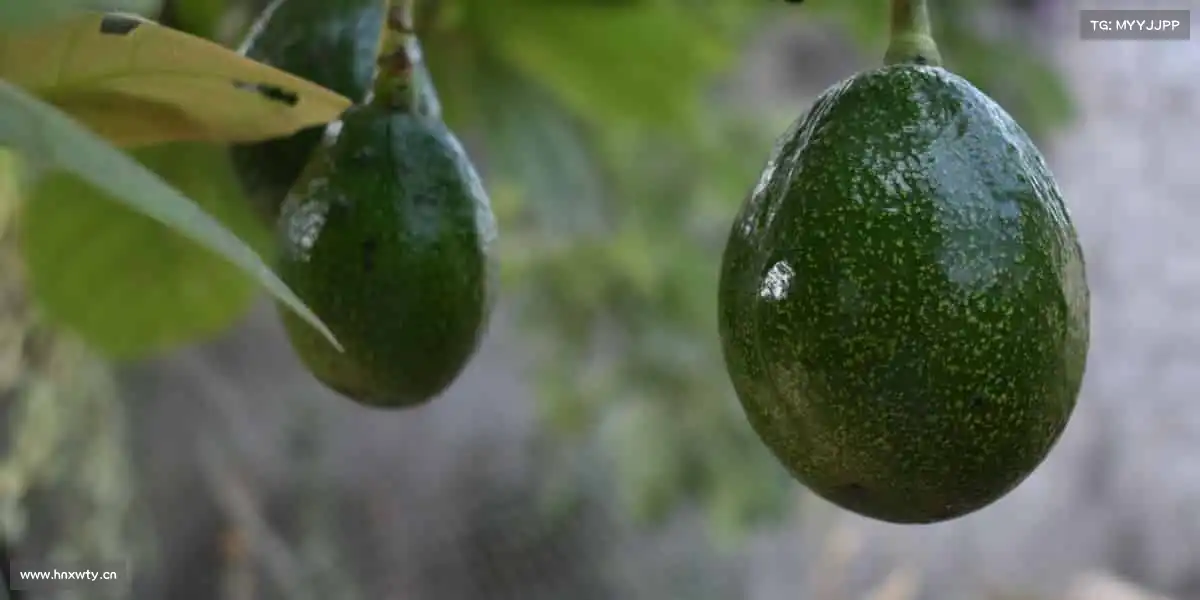 zoty中欧🥇荣耀时刻，始于此刻 —— 加入我们，开启你的冠军之路！